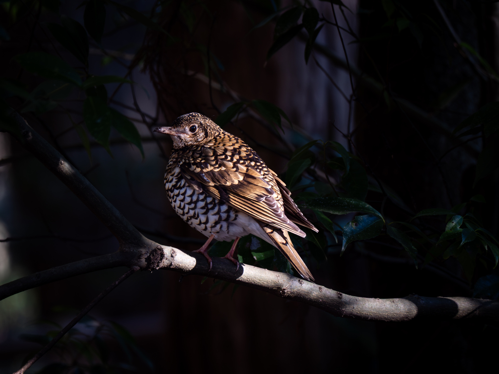 たまには木の上