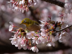 早咲き桜は良いけれど