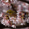 早咲き桜は良いけれど