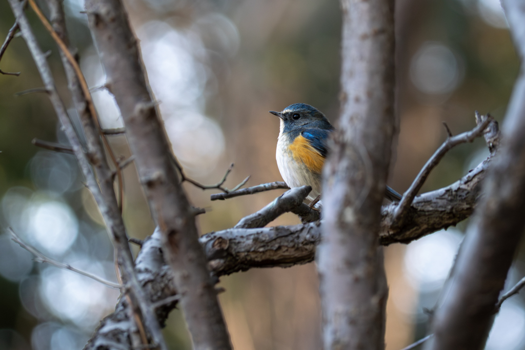 雑木林越しに射す陽は未だ低く