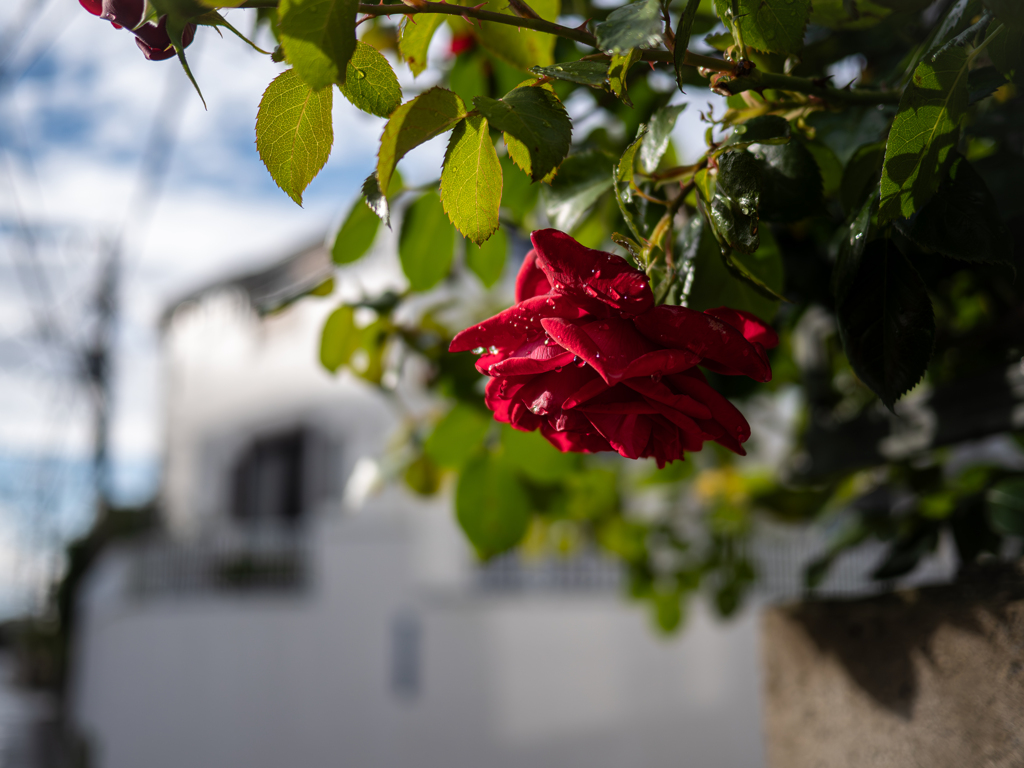 La Vie En Rose