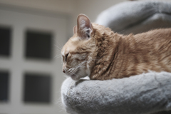 とりあえずウチの猫