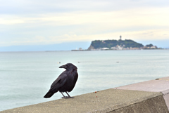 江ノ島カラス（曇天）