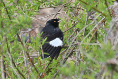 紋付を着た鳥