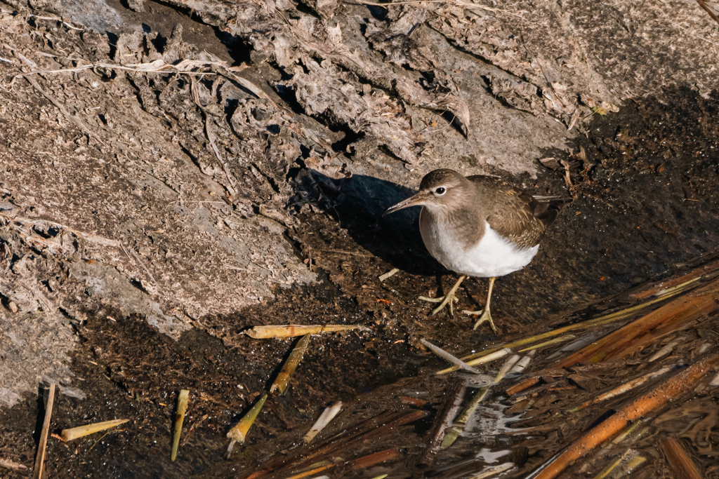 The Sandpiper