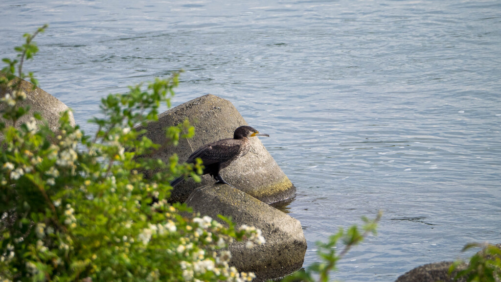 カワウですけど