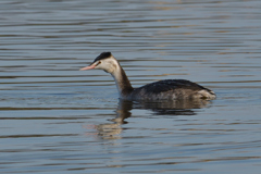 カンムリカイツブリ２
