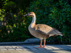 サカツラガンに会いに行って来ました。