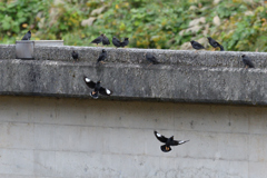 今日のハッカチョウたち