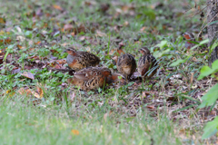 コジュケイ一家の朝ごはん