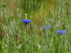 鳥撮りの合間に撮った花達１