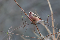 林道で♂