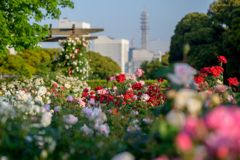 薔薇色の日々