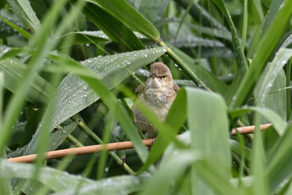 雨が上がって
