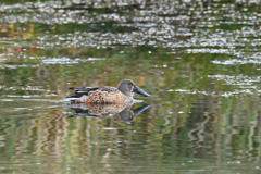 ハシビロガモ♂