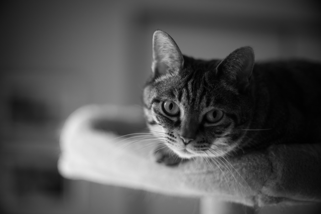 mew