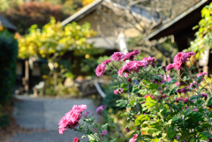 小菊が唄う
