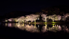 “SAKURA” Night