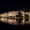 “SAKURA” Night