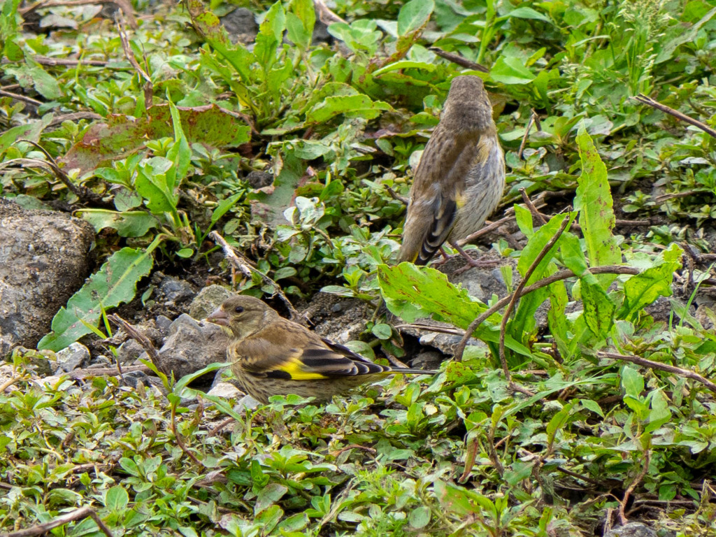 親子（背景が…）