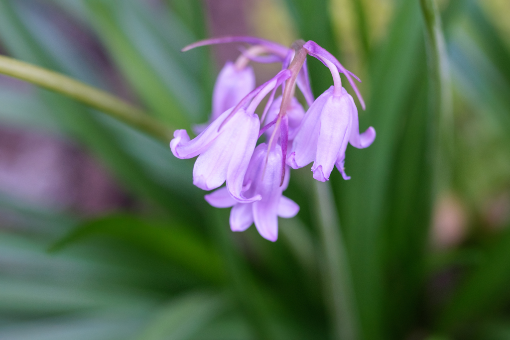 オールド“マクロ”レンズ試写
