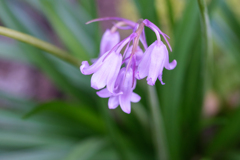 オールド“マクロ”レンズ試写