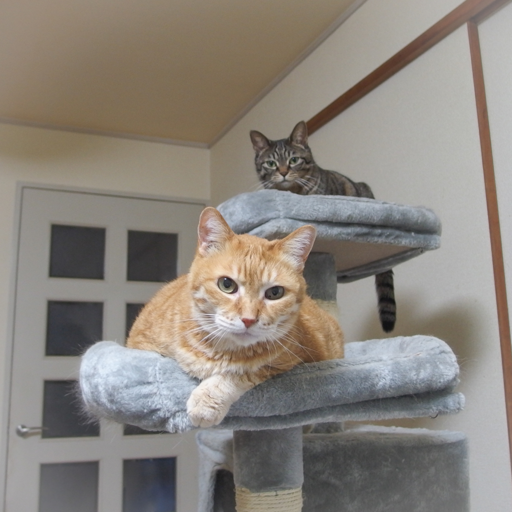 猫の日