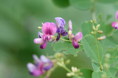 今日の花　その１