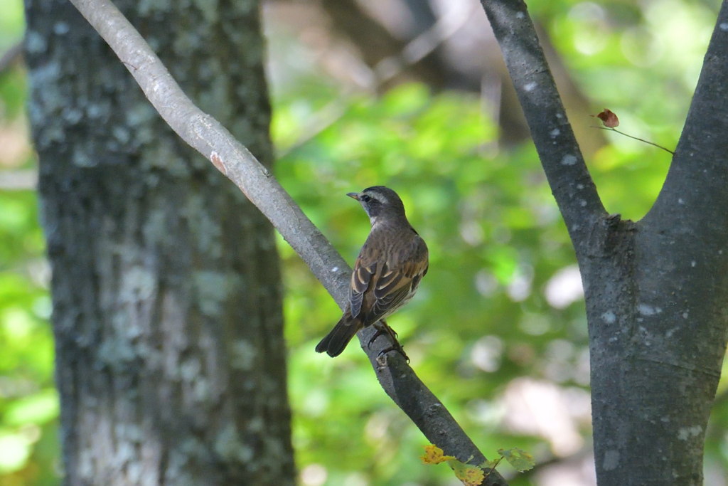 今季初のツグミ
