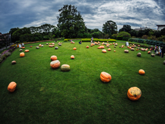 Pumpkin Party