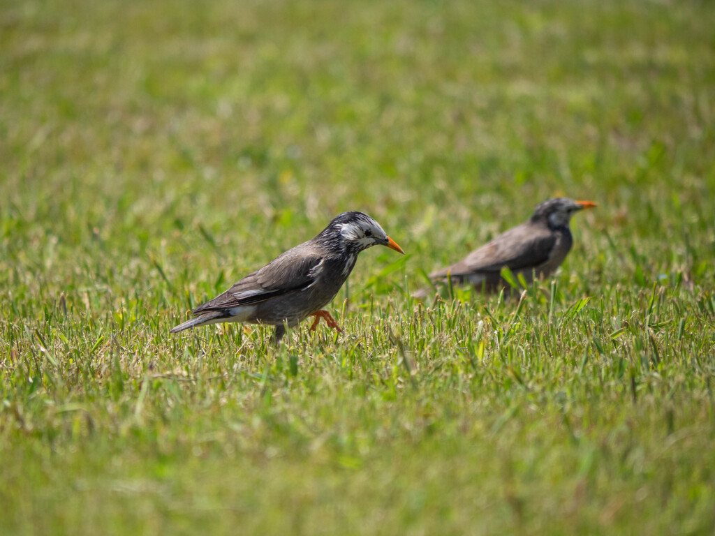 久しぶりのムクドリ
