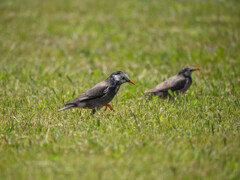 久しぶりのムクドリ