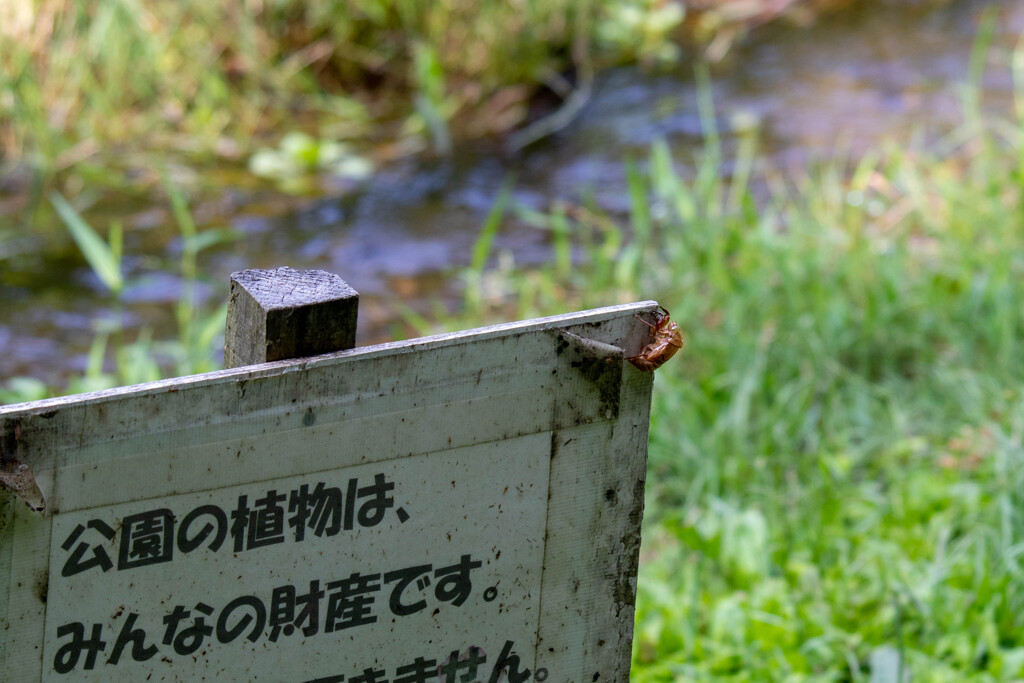 みんなの抜け殻