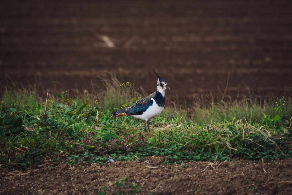 晩秋から初冬へ
