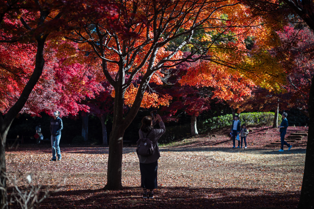 紅葉狩り