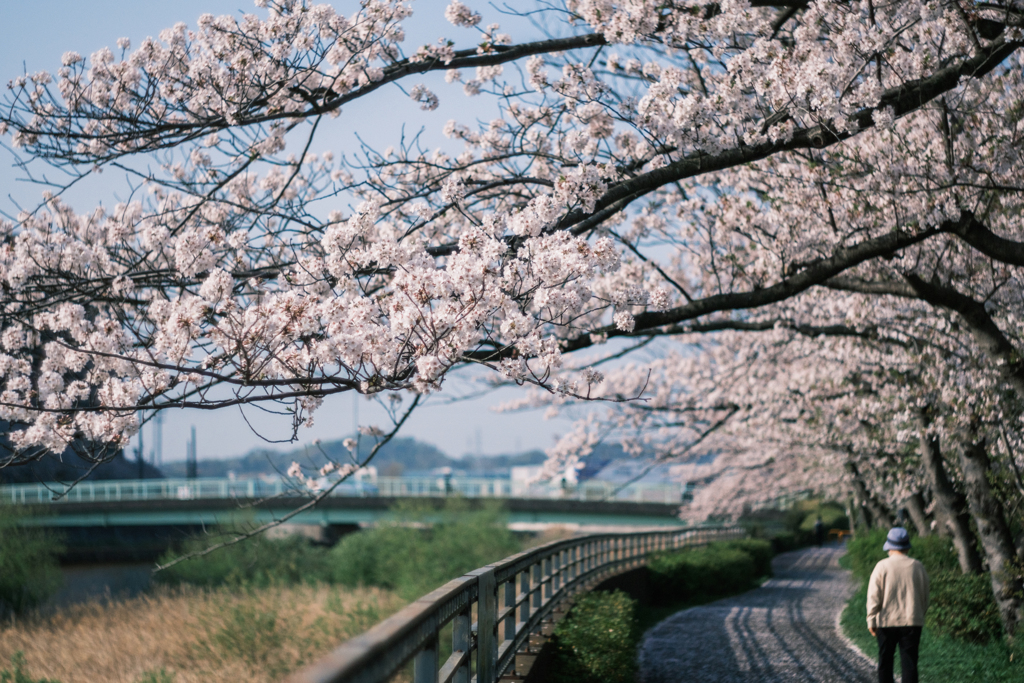 朝の散歩