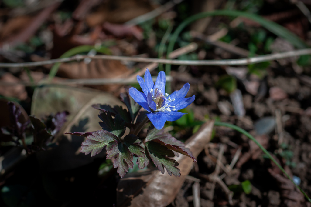 キクザキイチゲ（菊咲一華）