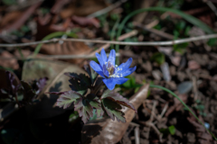 キクザキイチゲ（菊咲一華）