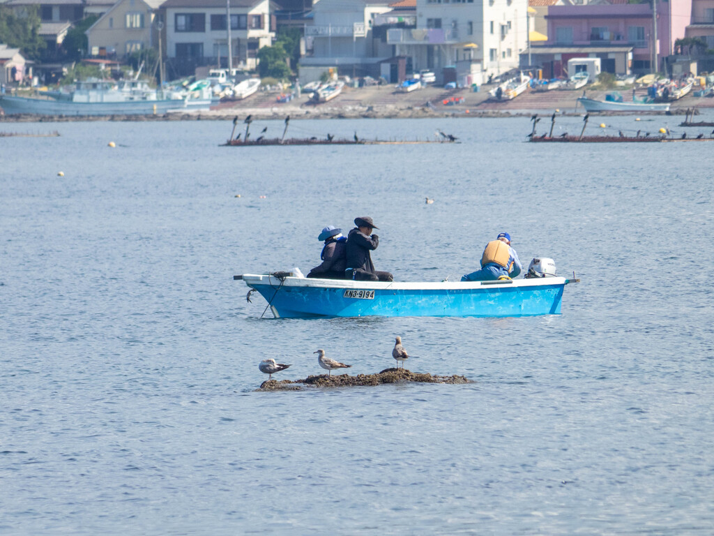ウミネコ島