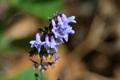 小さい花なんですけどね