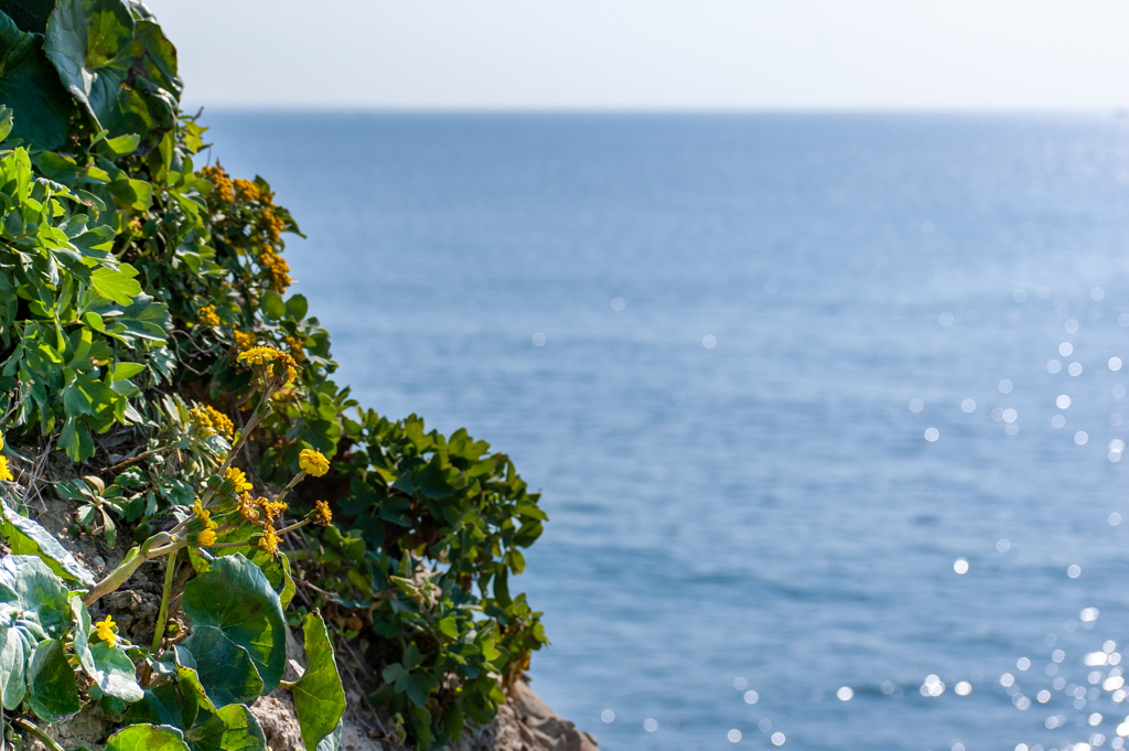 ツワブキも終わりに