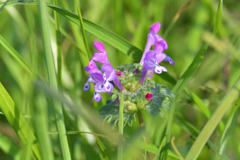 小さいけど豪華