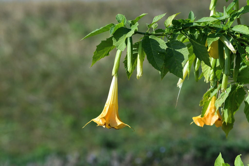 チョウセンアサガオ