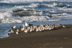 ユリカモメ先生の引率