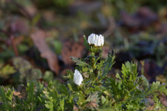 ちょっとだけ暖かかった