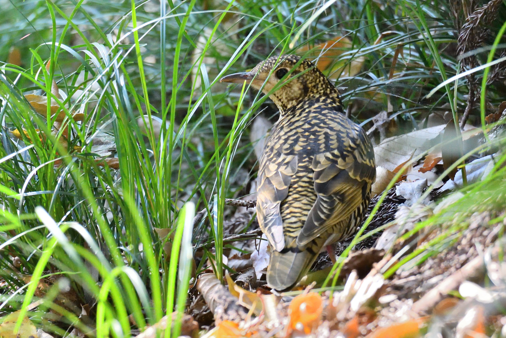 お初のトラツグミ