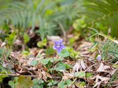 タチツボスミレって言う花だそうで