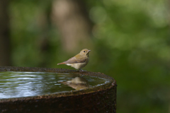 有名な水場です。 有名な水場です。