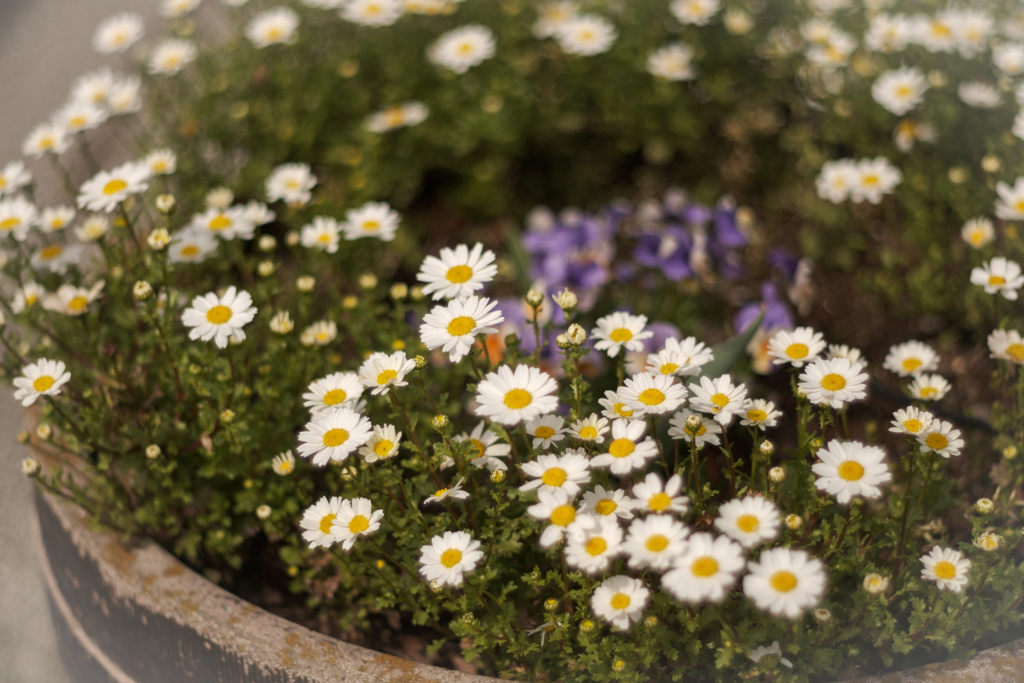 駐車場の片隅に