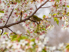 桜と